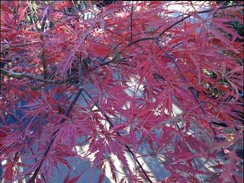 Acer palmatum dissectum 'Crimson Queen' (Crimson Queen Japanese Maple)