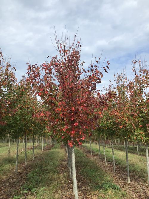 Acer rubrum 'Red Sunset&reg' (Red Sunset&reg Maple)