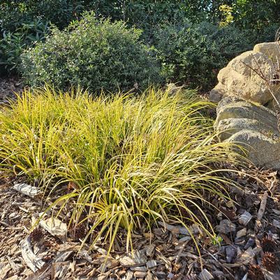 Acorus gramineus ''Ogon'' - Ogon Acorus Sweet Flag from Taylor's Nursery