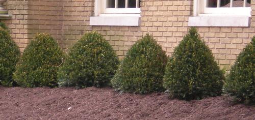 Buxus sempervirens (American Boxwood) 