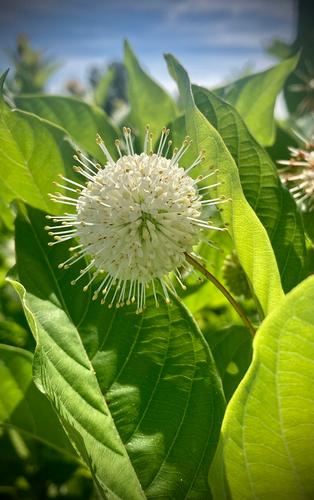 Cephalanthus occidentalis ''Sputnik'' - Sputnik Buttonbush from Taylor's Nursery