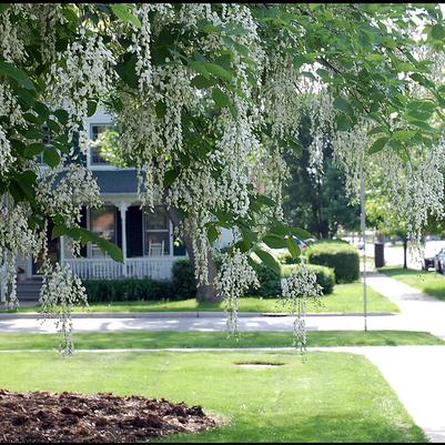 Cladrastis kentukea - American Yellowwood from Taylor's Nursery