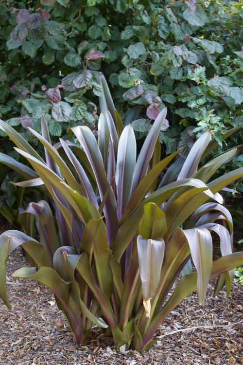 Eucomis comosa 'Sparkling Burgundy' (Sparkling Burgundy Pineapple Lily)