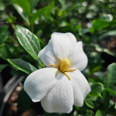 Gardenia jasminoides ''Kleim's Hardy'' - Kleim's Hardy Gardenia from Taylor's Nursery