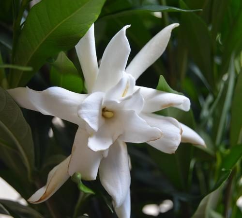 Gardenia jasminoides 'Frostproof' (Frostproof Gardenia)