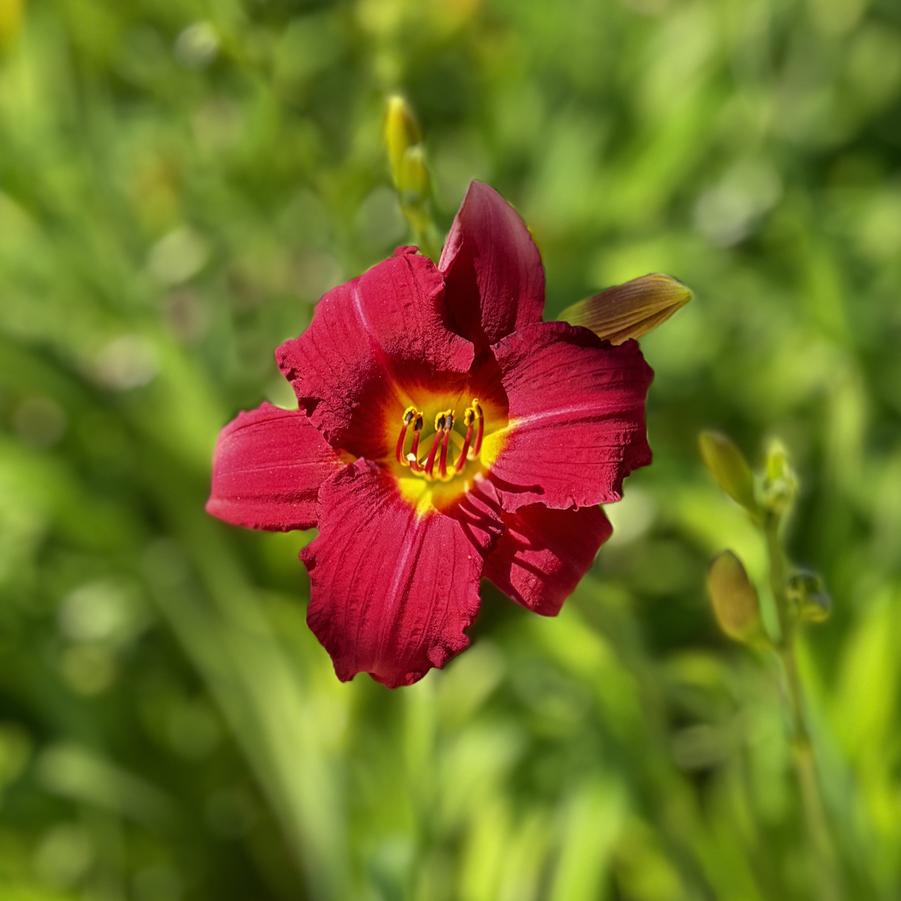 Hemerocallis ''Pardon Me'' - Pardon Me Daylily from Taylor's Nursery