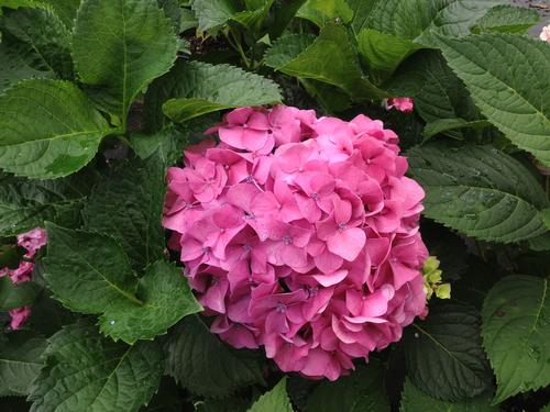 Hydrangea macrophylla 'Bottstein'