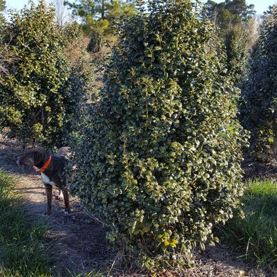 Ilex x ''Dr. Kassab'' - Dr. Kassab Holly from Taylor's Nursery