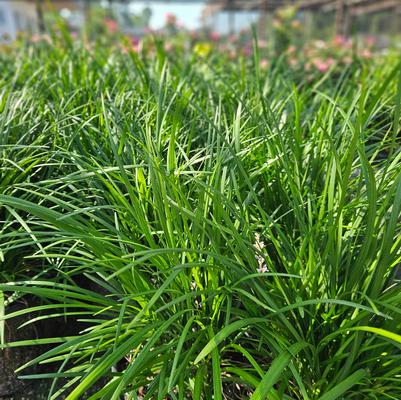 Liriope spicata - Creeping Liriope from Taylor's Nursery