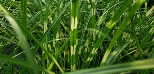 Miscanthus sinensis 'Little Zebra' (Little Zebra Miscanthus)