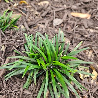Ophiopogon japonicus ''Nana'' - Dwarf Mondo Grass from Taylor's Nursery