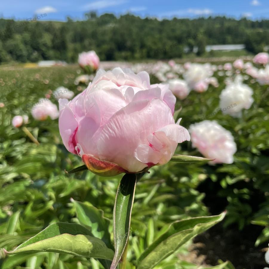 Paeonia lactiflora ''Shirley Temple'' - Shirley Temple Peony from Taylor's Nursery