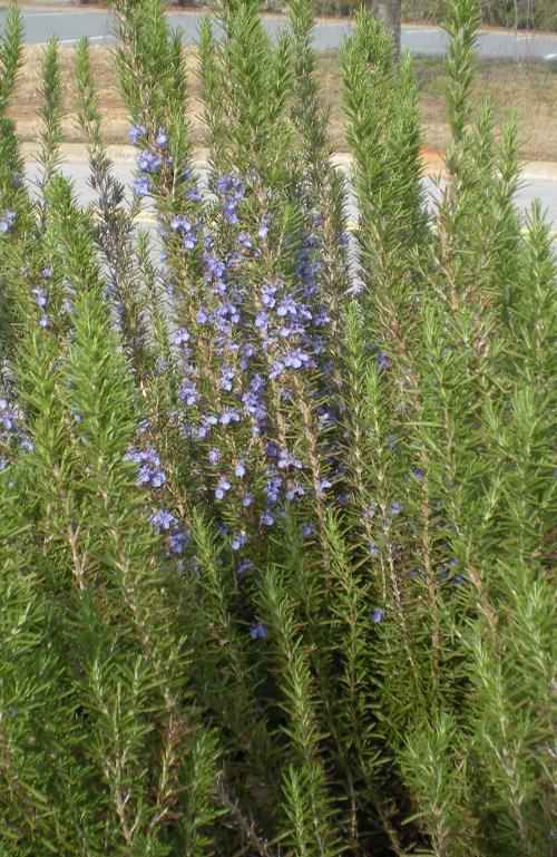 Rosmarinus officinalis 'Arp' (Arp Rosemary)