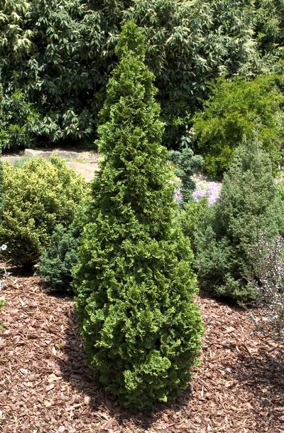 Thuja occidentalis 'Degroots Spire' (Degroots Spire Arborvitae)