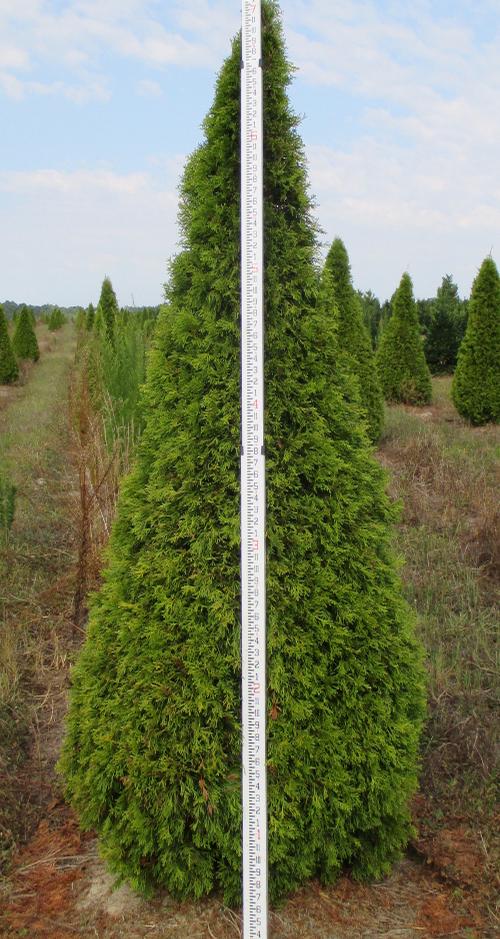 Thuja occidentalis 'Emerald' (Emerald Arborvitae)