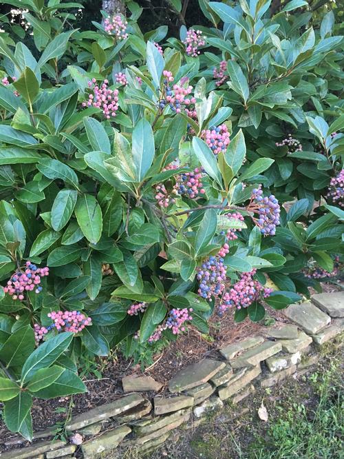Viburnum nudum 'Winterthur' (Winterthur Viburnum)