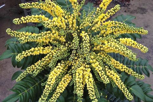 Mahonia 'Marvel' PPAF