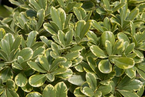 Pittosporum tobira 'Mojo��'