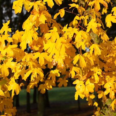 Acer campestre - Hedge Maple from Taylor's Nursery