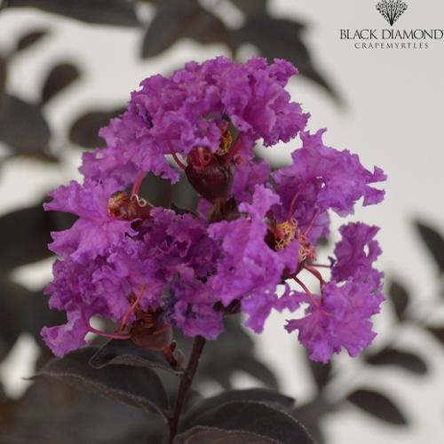Lagerstroemia Black Diamond™ 'Purely Purple' (Purely Purple Crape Myrtle)
