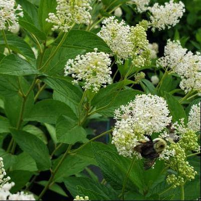 Ceanothus americanus - New Jersey Tea from Taylor's Nursery