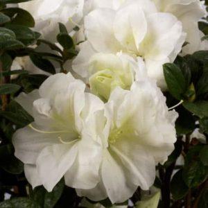 Azalea Encore� 'Autumn Moonlight�' - Azalea Encore� Autumn Moonlight� from Taylor's Nursery