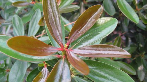 Ternstroemia gymnanthera 'Maroon' (Maroon Cleyera)