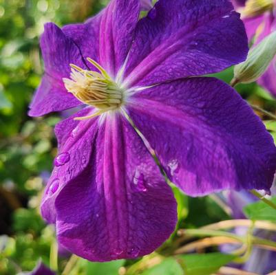 Clematis x ''Jackmanii'' - Jackmanii Clematis from Taylor's Nursery
