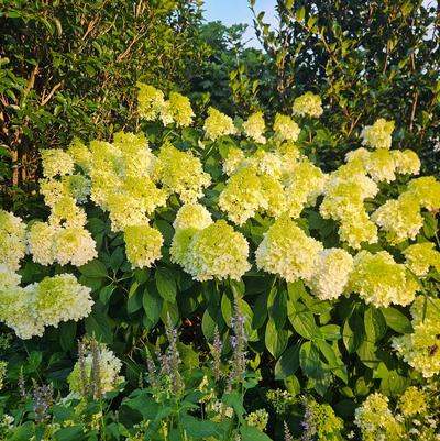 Hydrangea paniculata ''White Wedding�'' - White Wedding� Hydrangea from Taylor's Nursery