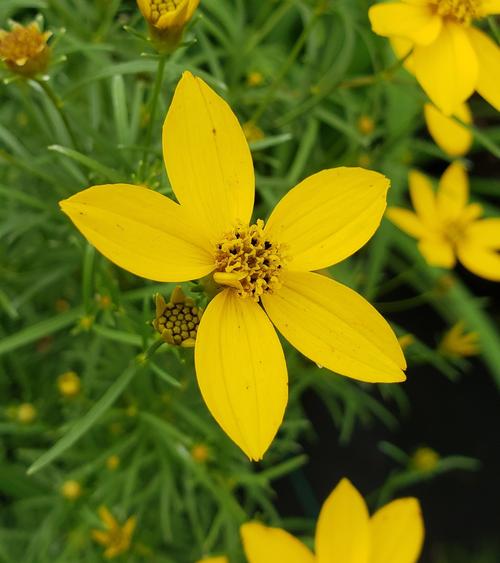 Coreopsis verticillata 'Zagreb' (Zagreb Coreopsis)