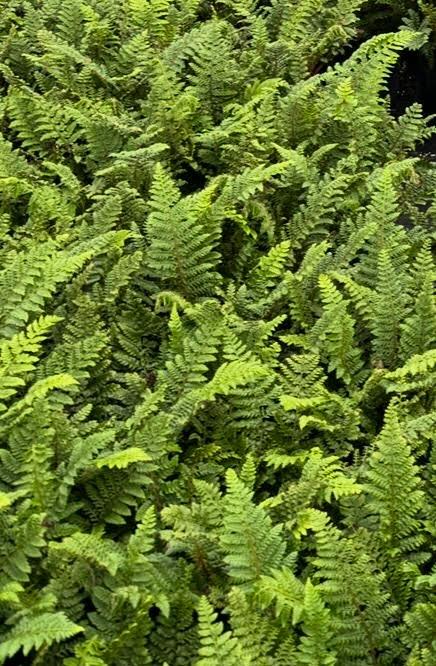 Polystichum polyblepharum - Tassel Fern from Taylor's Nursery