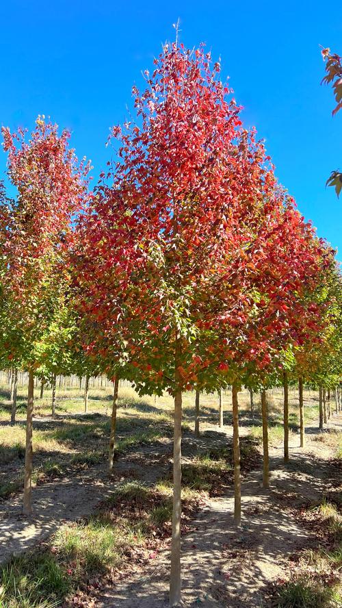 Acer buergerianum 'Aeryn &reg' - Aeryn &reg Trident Maple from Taylor's Nursery