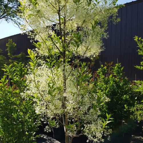Chionanthus virginicus 'Dirr' - Fringetree from Taylor's Nursery