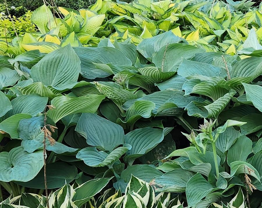 Hosta 'Blue Angel' - Blue Angel Hosta from Taylor's Nursery