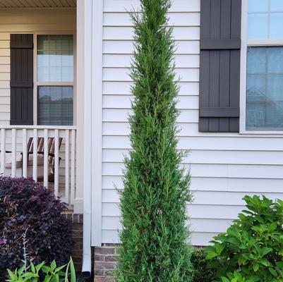 Juniperus virginiana ''Taylor'' - Taylor Eastern Red Cedar from Taylor's Nursery