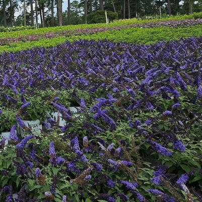 Buddleia ''Pugster Blue�'' - Pugster Blue� Butterfly Bush from Taylor's Nursery