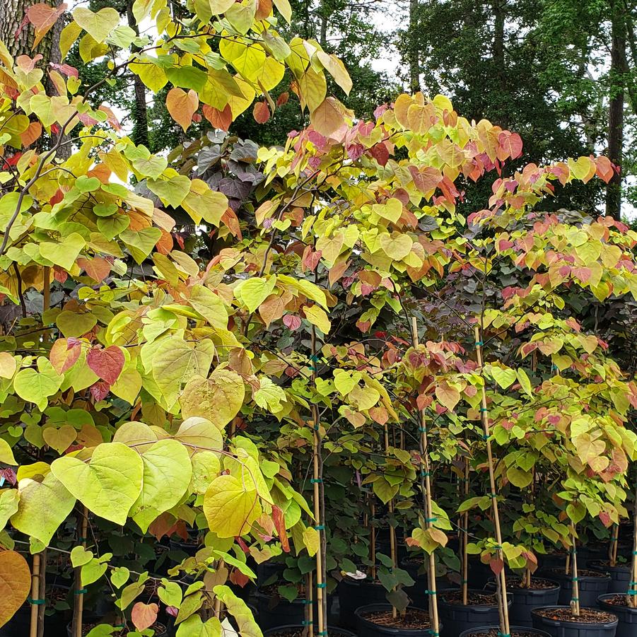 Cercis canadensis ''Flame Thrower�'' - Flame Thrower� Redbud from Taylor's Nursery
