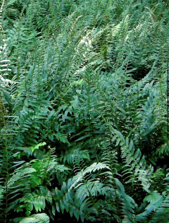 Polystichum acrostichoides - Christmas Fern from Taylor's Nursery