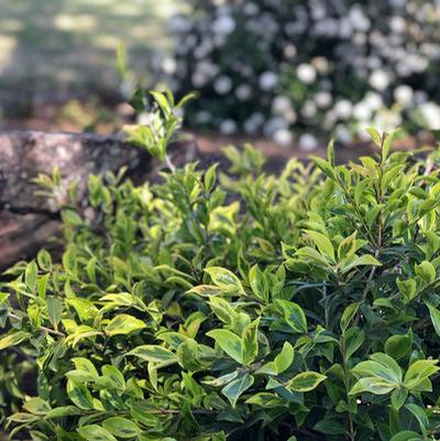 Image courtesy www.GardenDebut.com