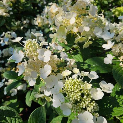 Hydrangea paniculata ''Little Quick Fire?'' - Little Quick Fire? Hydrangea from Taylor's Nursery
