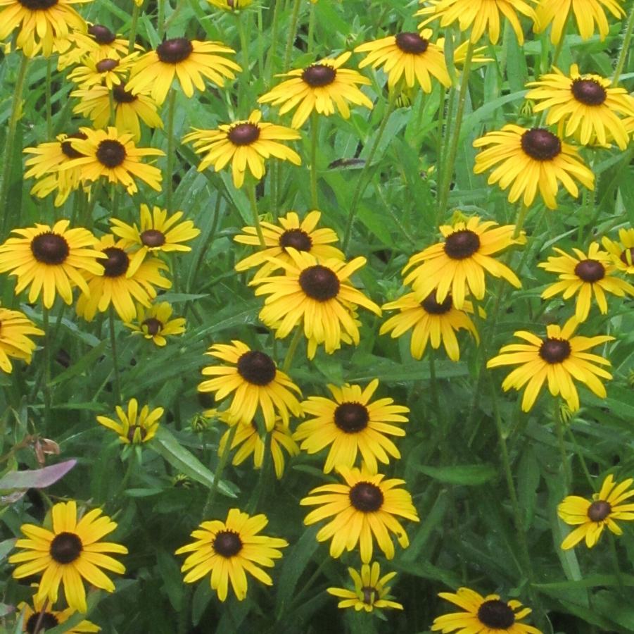 Rudbeckia fulgida ''Viette's Little Suzy'' - Black-Eyed Susan from Taylor's Nursery