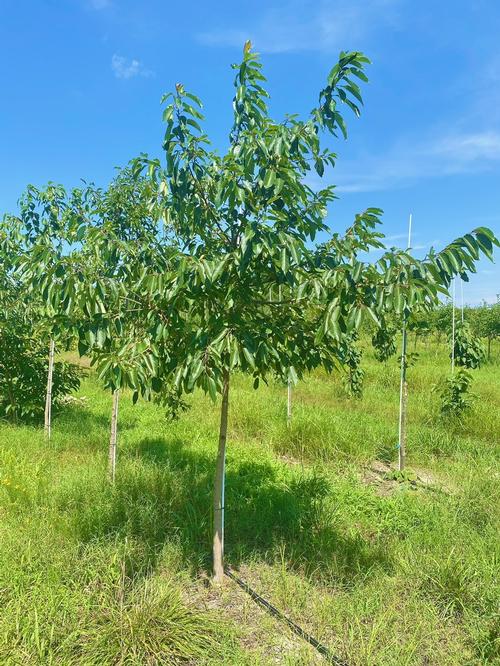 Diospyros virginiana - Persimmon from Taylor's Nursery