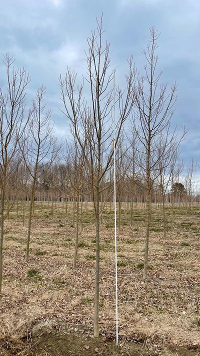 Acer buergerianum 'Valynor&reg' - Valynor&reg Trident Maple from Taylor's Nursery