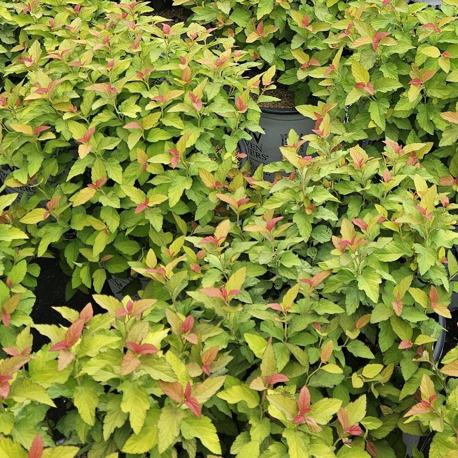 Spiraea japonica 'Double Play� 'Candy Corn�'' - Japanese Spirea from Taylor's Nursery