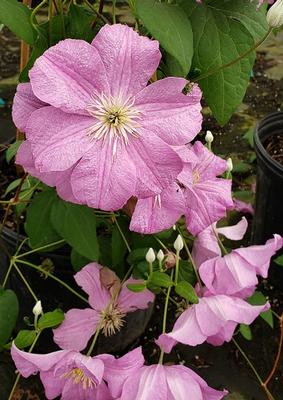Clematis ''Comtesse de Bouchaud'' - Comtesse de Bouchaud Clematis from Taylor's Nursery