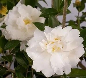 Camellia sasanqua ''Diana™'' - Diana™ Camellia from Taylor's Nursery