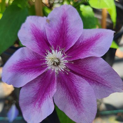 Clematis ''Kilian Donahue'' - Kilian Donahue Clematis from Taylor's Nursery