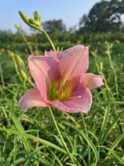 Hemerocallis 'Catherine Woodbury' - Catherine Woodbury Daylily from Taylor's Nursery