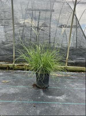 Miscanthus sinensis 'Little Kitten' - Little Kitten Maiden Grass from Taylor's Nursery