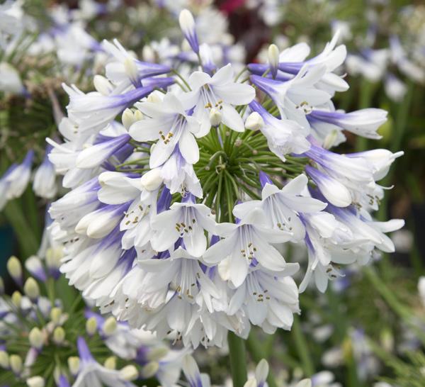 Agapanthus ''Ever Twilight'' - Ever Twilight Agapanthus from Taylor's Nursery